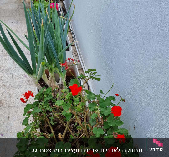 עציצים עם פרחים אדומים ועלים ירוקים ליד קיר